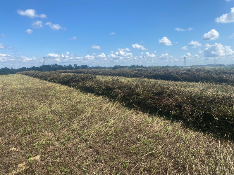 Prestation Fauchage-Andainage de lentilles bio & trèfles violets à Genay