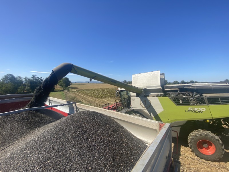 Réalisation travaux de récolte du tournesol près de Genay