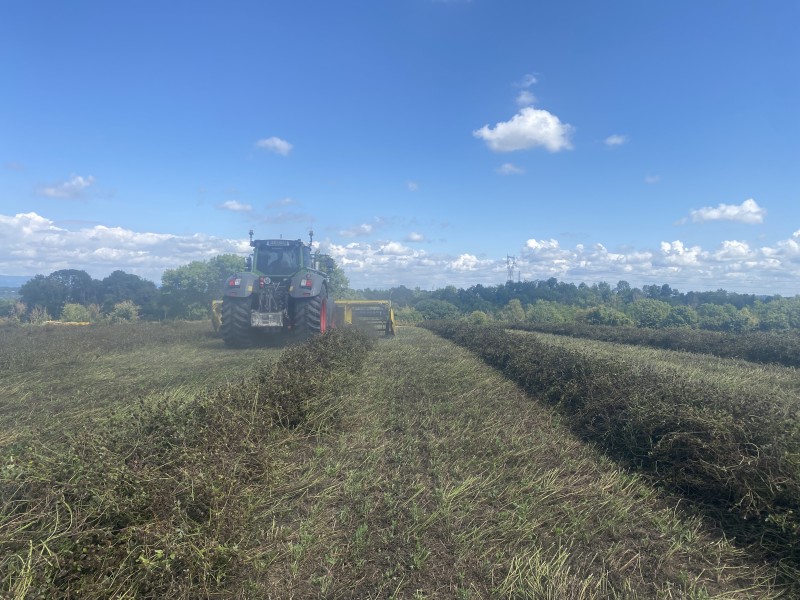 Prestation Fauchage-Andainage de lentilles bio & trèfles violets à Genay